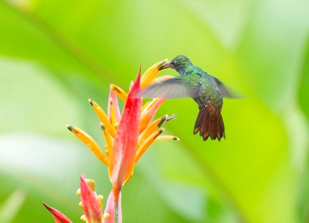 Hotel Catarata Rio Celeste Bijagua Kültér fotó