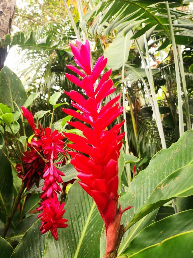 Hotel Catarata Rio Celeste Bijagua Kültér fotó
